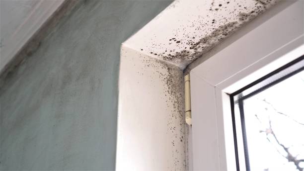 Best Mold Damage Repair  in University Park, MD