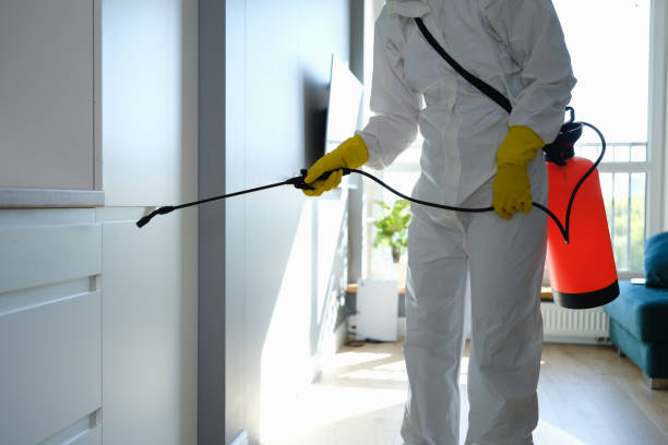 Trusted University Park, MD Mold Removal Experts
