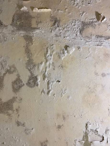 Best Mold Removal Process  in University Park, MD