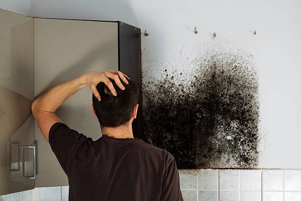 Best Commercial Mold Removal  in University Park, MD