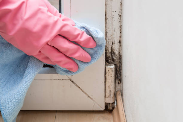 Best Black Mold Removal  in University Park, MD