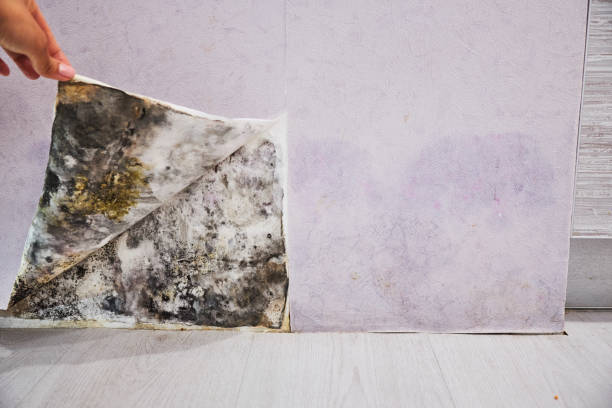 Best Mold Testing  in University Park, MD